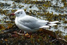 Black-Headed Gull Larus Ridibandus