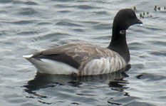 Brent goose Branta bernicla
