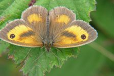 Butterfly Gatekeeper Pyronia Tithonus