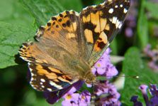 Butterfly Painted Lady Vanessa cardui
