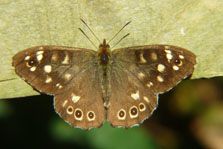 Butterfly Speckled Wood Pararge Aegeria
