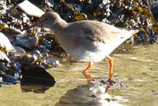 Common Redshank
