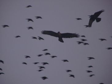 Starlings Waiting