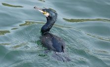Cormorant