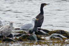 Cormorant Gull
