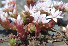 English Stonecrop Sedum anglicum