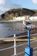 Gull on Telescope