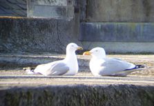 Gulls
