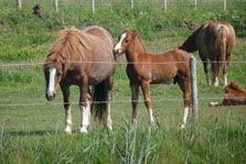 Horses