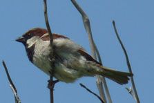 House sparrow Passer domesticus