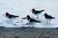 Oystercatcher Heamatopus Ostralegus