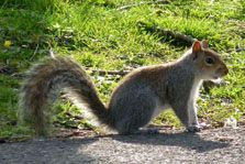 squirrel