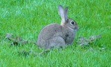 Rabbit(Oryctolagus_Cuniculus