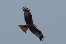 Red Kite