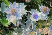 Sea Holley Eryngium maritimum