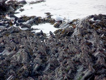 Starlings Waiting
