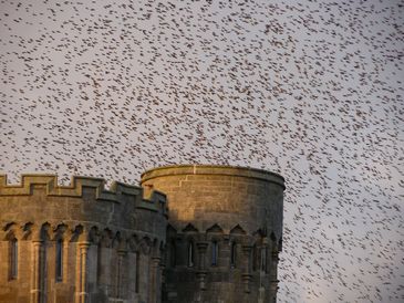 Starlings Waiting