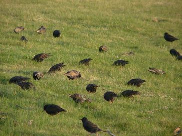 Starlings Waiting