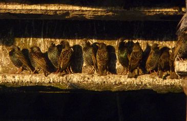 Starlings Waiting