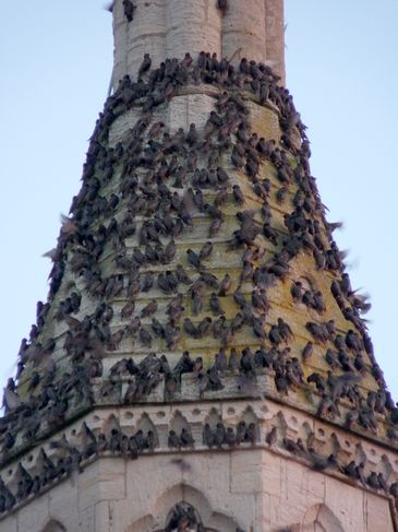 Starlings Waiting