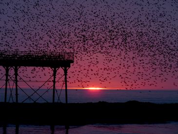 Starlings Waiting