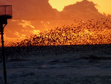Starlings Waiting