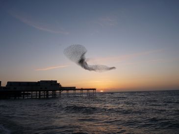 Starlings Waiting