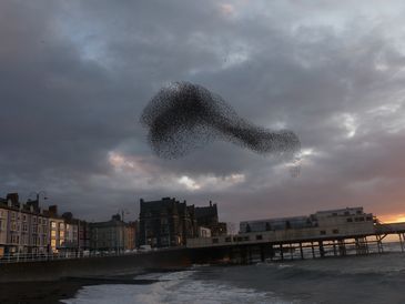 Starlings Waiting