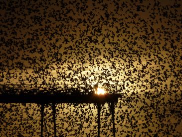 Starlings Waiting