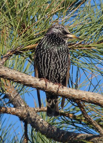Starling in Pine Tree
