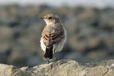 Stonechat Saxicola Torquata