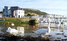 Harbour Swans