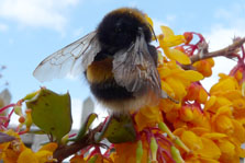 Bee