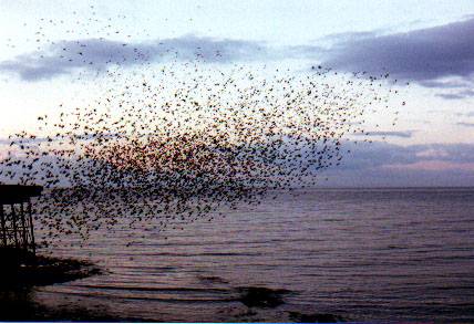 A chattering of Starlings