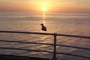 Bird on Aberystwyth Prom