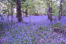 Bluebells
