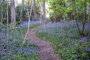 Aberystwyth Bluebell woods