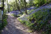 Aberystwyth Bluebell woods