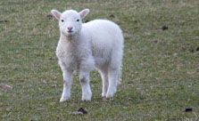 Lamb