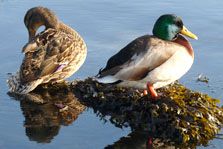 Mallards