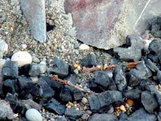 South Beach = BBQ waste including nails and heat fractured rock shards