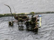 Supermarket Trolley in River