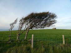 Windswept