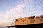 Birds at Aberystwyth Pier