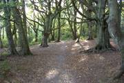 Bluebell Woods